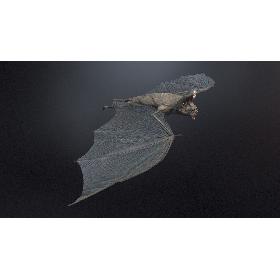 Vampire Bat